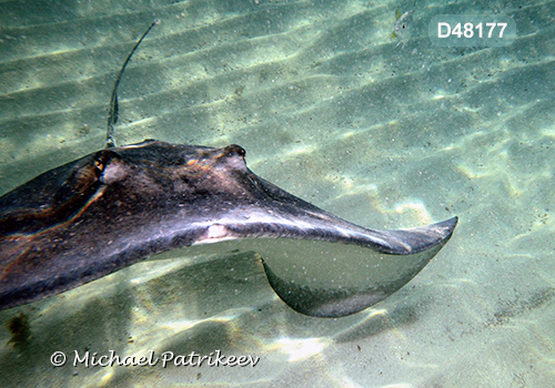 Southern Stingray (Dasyatis americana or Hypanus americanus)